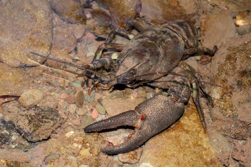 Finalmente larve di salamandra...e...?
